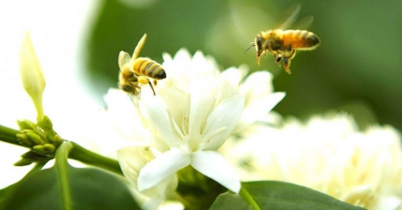 mật ong đà nẵng mật ong đà nẵng
