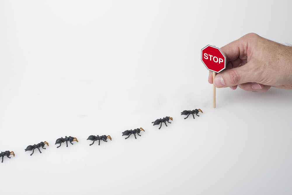 phân biệt mật ong rừng và mật ong nuôi phân biệt mật ong rừng và mật ong nuôi