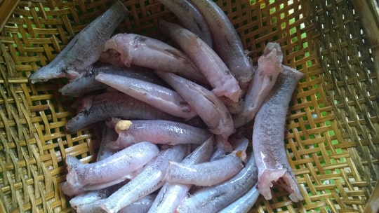 cá bống sông trà cá bống sông trà