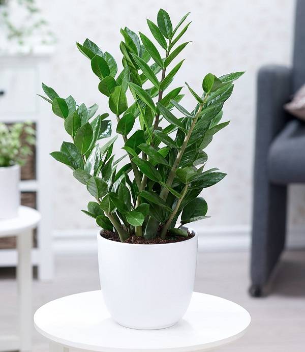 giỏ quà tặng khai trương quà tặng