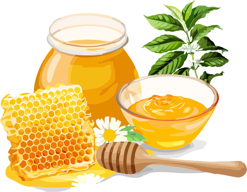 mật ong hoa cà phê có tác dụng gì mật ong hoa cà phê có tác dụng gì