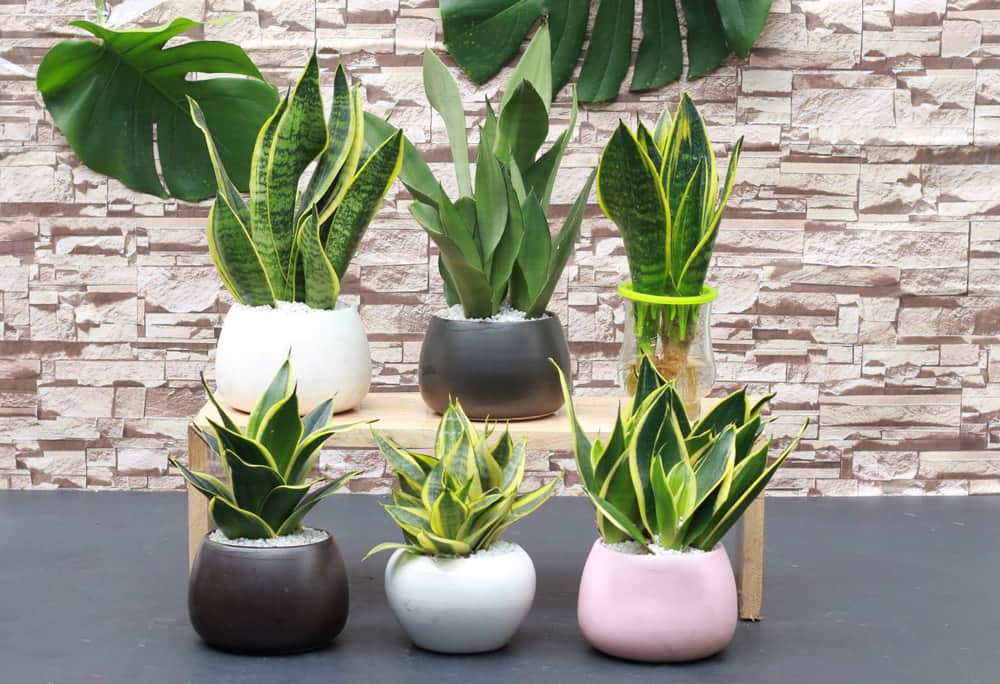 Nên biếu sếp quà gì quà biếu